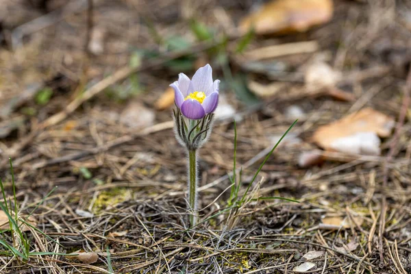 Crocus Virág Tavasszal Erdőben Természeti Háttér Közelkép — Stock Fotó