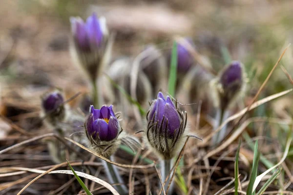 Krokusblüte Frühling Wald Vor Einem Natürlichen Hintergrund Nahaufnahme — Stockfoto