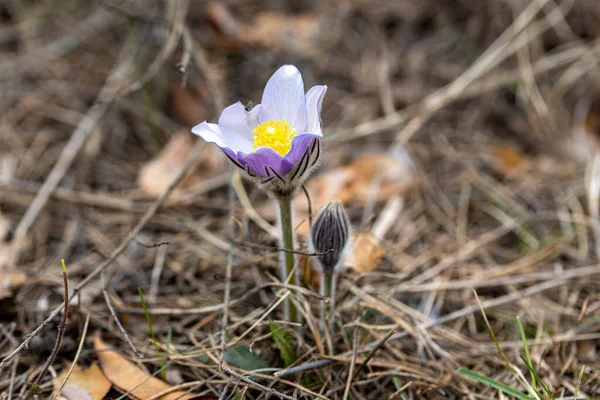 Цветок Крокус Весной Лесу Естественном Фоне Крупный План — стоковое фото