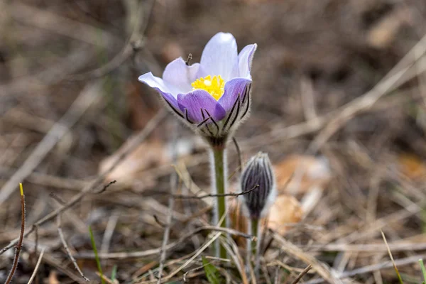 İlkbaharda, ormanda, doğal bir arka planda Crocus çiçeği. Yakın çekim görünümü.