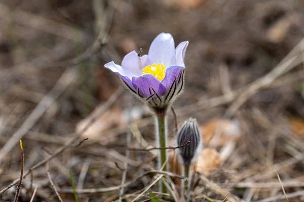 Crocus Virág Tavasszal Erdőben Természeti Háttér Közelkép — Stock Fotó