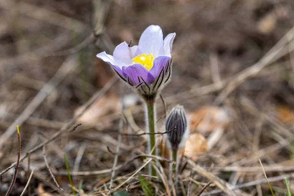 Crocus Virág Tavasszal Erdőben Természeti Háttér Közelkép — Stock Fotó