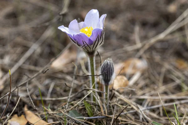 İlkbaharda, ormanda, doğal bir arka planda Crocus çiçeği. Yakın çekim görünümü.