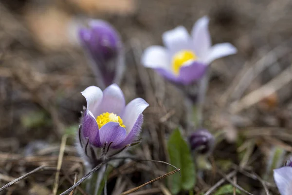 Цветок Крокус Весной Лесу Естественном Фоне Крупный План — стоковое фото