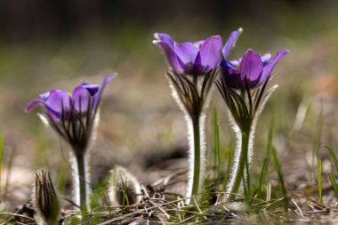 İlkbaharda, ormanda, doğal bir arka planda Crocus çiçeği. Yakın çekim görünümü.