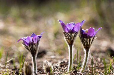 İlkbaharda, ormanda, doğal bir arka planda Crocus çiçeği. Yakın çekim görünümü.