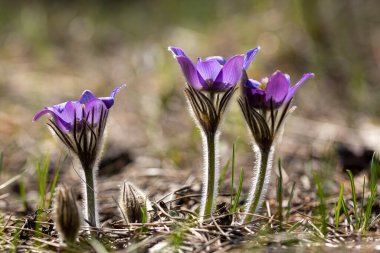 İlkbaharda, ormanda, doğal bir arka planda Crocus çiçeği. Yakın çekim görünümü.