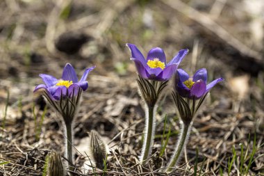 İlkbaharda, ormanda, doğal bir arka planda Crocus çiçeği. Yakın çekim görünümü.
