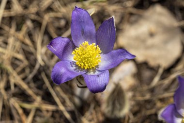 İlkbaharda, ormanda, doğal bir arka planda Crocus çiçeği. Yakın çekim görünümü.