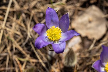 İlkbaharda, ormanda, doğal bir arka planda Crocus çiçeği. Yakın çekim görünümü.