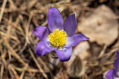 İlkbaharda, ormanda, doğal bir arka planda Crocus çiçeği. Yakın çekim görünümü.
