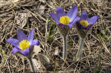 İlkbaharda, ormanda, doğal bir arka planda Crocus çiçeği. Yakın çekim görünümü.