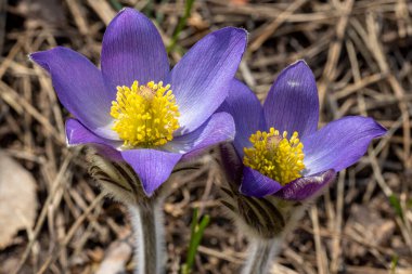 İlkbaharda, ormanda, doğal bir arka planda Crocus çiçeği. Yakın çekim görünümü.