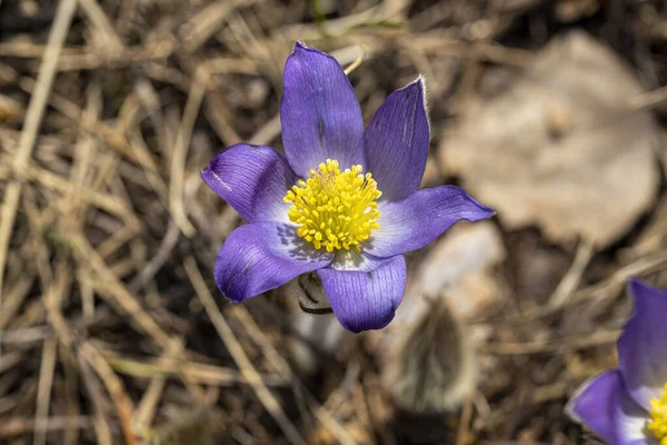 İlkbaharda, ormanda, doğal bir arka planda Crocus çiçeği. Yakın çekim görünümü.