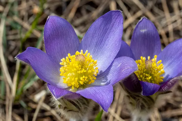 İlkbaharda, ormanda, doğal bir arka planda Crocus çiçeği. Yakın çekim görünümü.