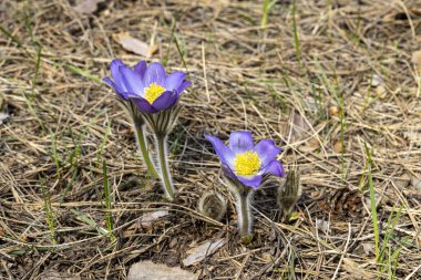 İlkbaharda, ormanda, doğal bir arka planda Crocus çiçeği. Yakın çekim görünümü.
