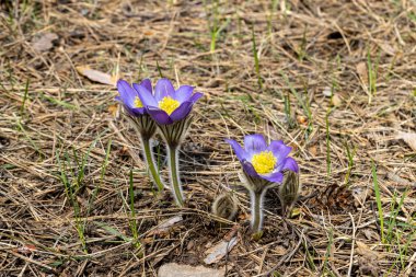 İlkbaharda, ormanda, doğal bir arka planda Crocus çiçeği. Yakın çekim görünümü.