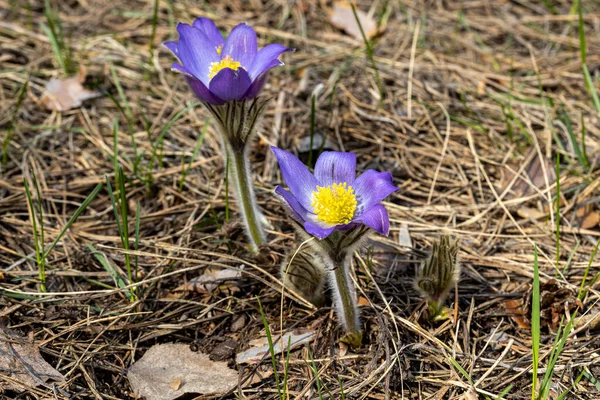 Crocus Flower Spring Forest Natural Background Close View — Stock Photo, Image