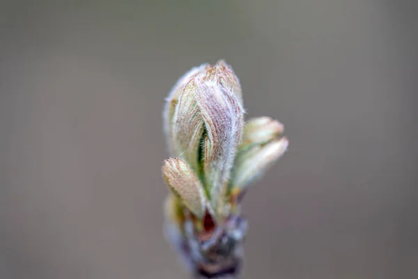 Spring Buds Trees Close View — Stock Photo, Image