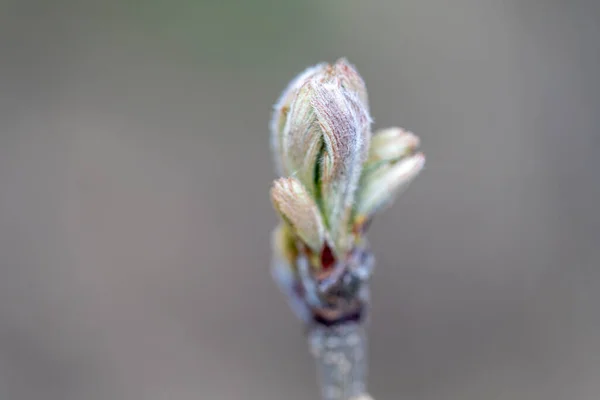 Spring Buds Trees Close View — Stock Photo, Image