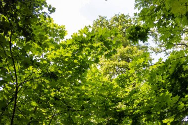 Ormandaki yüksek ağaçlardan gökyüzüne karşı taçlar