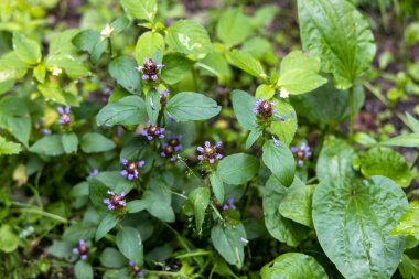 Orman manzarası bir yaz günü.