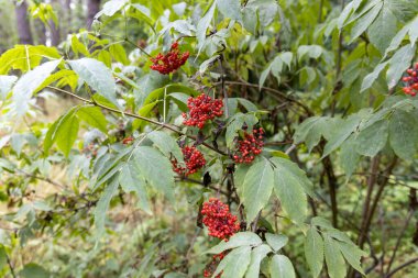 Ormanda yabani kırmızı dut. Yakın çekim görünümü.
