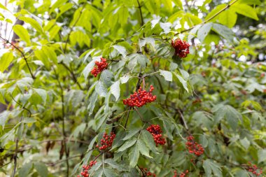 Ormanda yabani kırmızı dut. Yakın çekim görünümü.