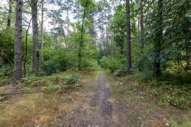 Orman manzarası bir yaz günü.