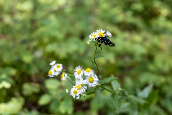 White Summer Flowers Forest Close View — Stock Photo, Image