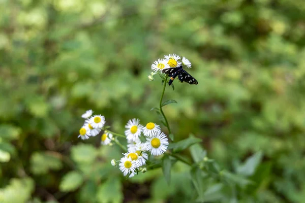 White Summer Flowers Forest Close View — Stock Photo, Image