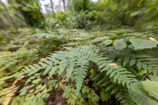 Fern Odchodzi Letnim Lesie Widok Bliska — Zdjęcie stockowe