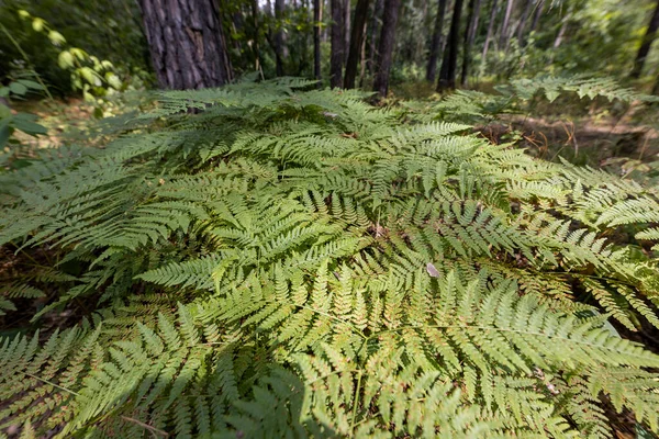 Yaz Ormanında Eğreltiotu Yaprakları Yakın Çekim Görünümü — Stok fotoğraf