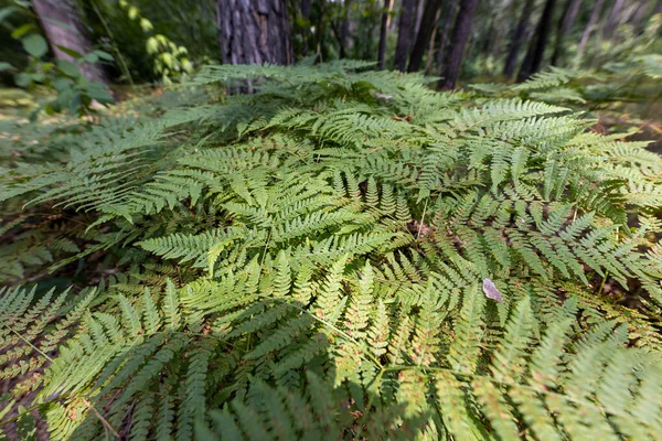 Yaz Ormanında Eğreltiotu Yaprakları Yakın Çekim Görünümü — Stok fotoğraf