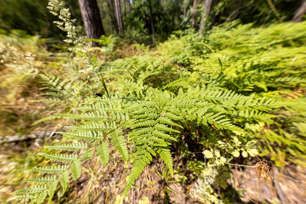 Hojas Helecho Bosque Verano Vista Primer Plano — Foto de Stock