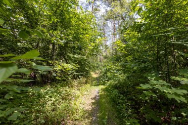 Orman manzarası bir yaz günü.