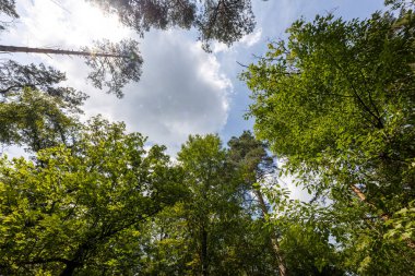 Ormandaki yüksek ağaçlardan gökyüzüne karşı taçlar