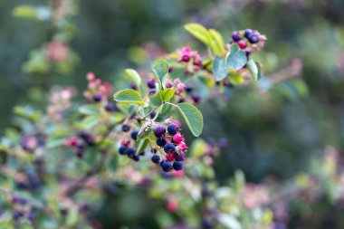 Ormandaki yabani böğürtlen. Yakın çekim görünümü.