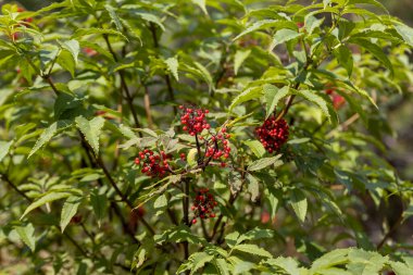 Ormanda yabani kırmızı dut. Yakın çekim görünümü.