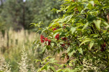 Ormanda yabani kırmızı dut. Yakın çekim görünümü.