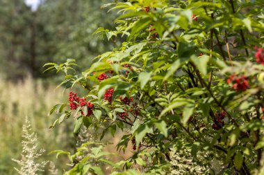 Ormanda yabani kırmızı dut. Yakın çekim görünümü.