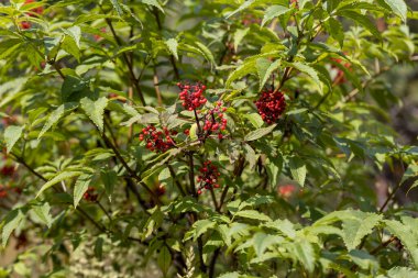 Ormanda yabani kırmızı dut. Yakın çekim görünümü.