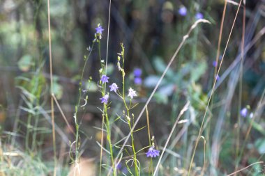 Orman manzarası bir yaz günü.
