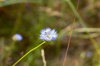 Ormanda mor yaz çiçekleri. Yakın çekim görünümü.