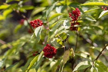 Ormanda yabani kırmızı dut. Yakın çekim görünümü.