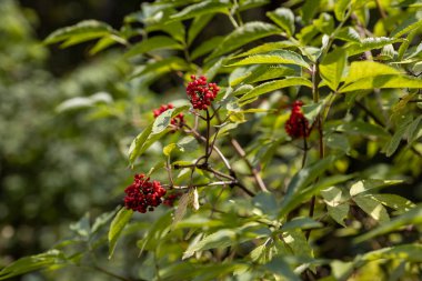 Ormanda yabani kırmızı dut. Yakın çekim görünümü.