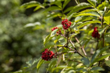 Ormanda yabani kırmızı dut. Yakın çekim görünümü.
