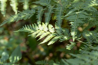 Yaz ormanında eğreltiotu yaprakları. Yakın çekim görünümü.