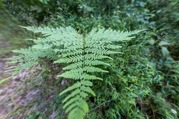 Fern Odchodzi Letnim Lesie Widok Bliska — Zdjęcie stockowe