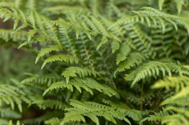 Yaz ormanında eğreltiotu yaprakları. Yakın çekim görünümü.